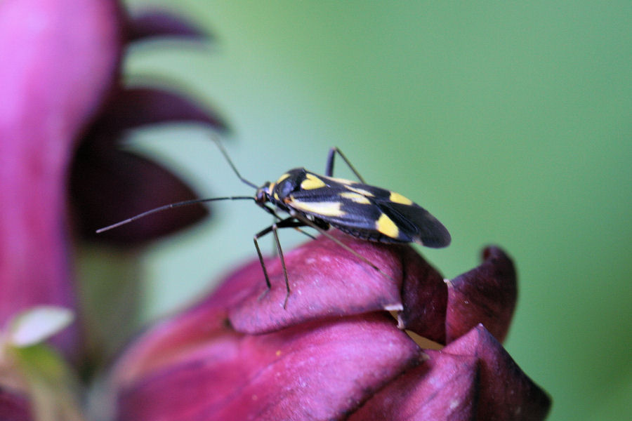 Miridae: Grypocoris (Lophyromiris) sexguttatus in Svizzera